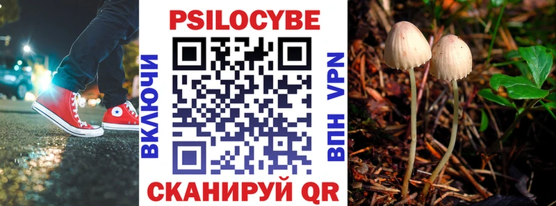 Псилоцибиновые грибы Cubensis где купить наркоту Цоци-Юрт